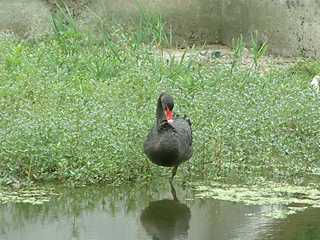 Cigno nero cittadino